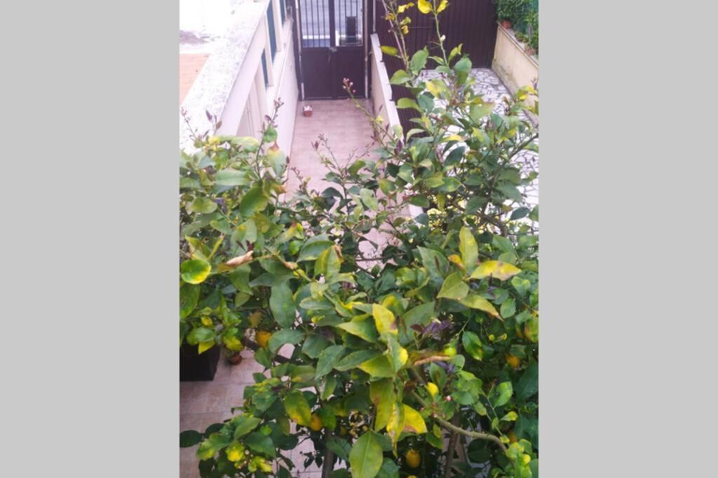 Appto Limone Apartman Lido di Ostia Kültér fotó